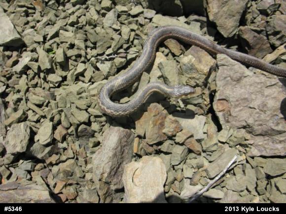 Eastern Gartersnake