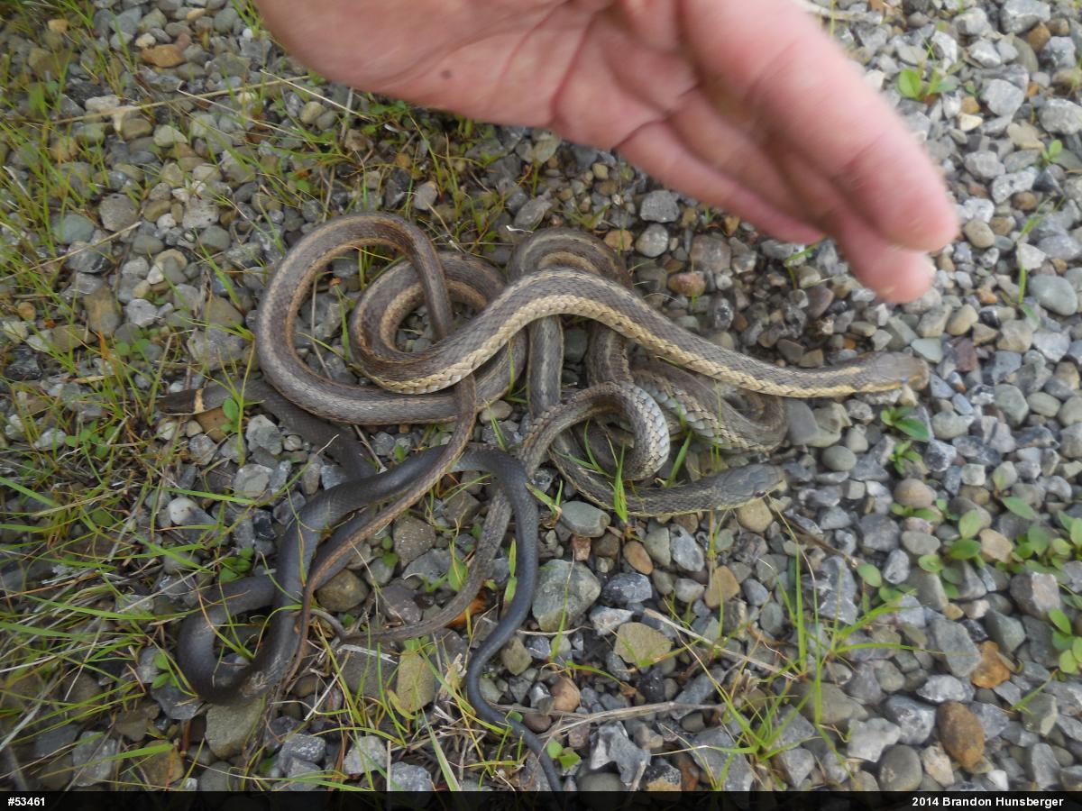 Northern Ring-necked Snake