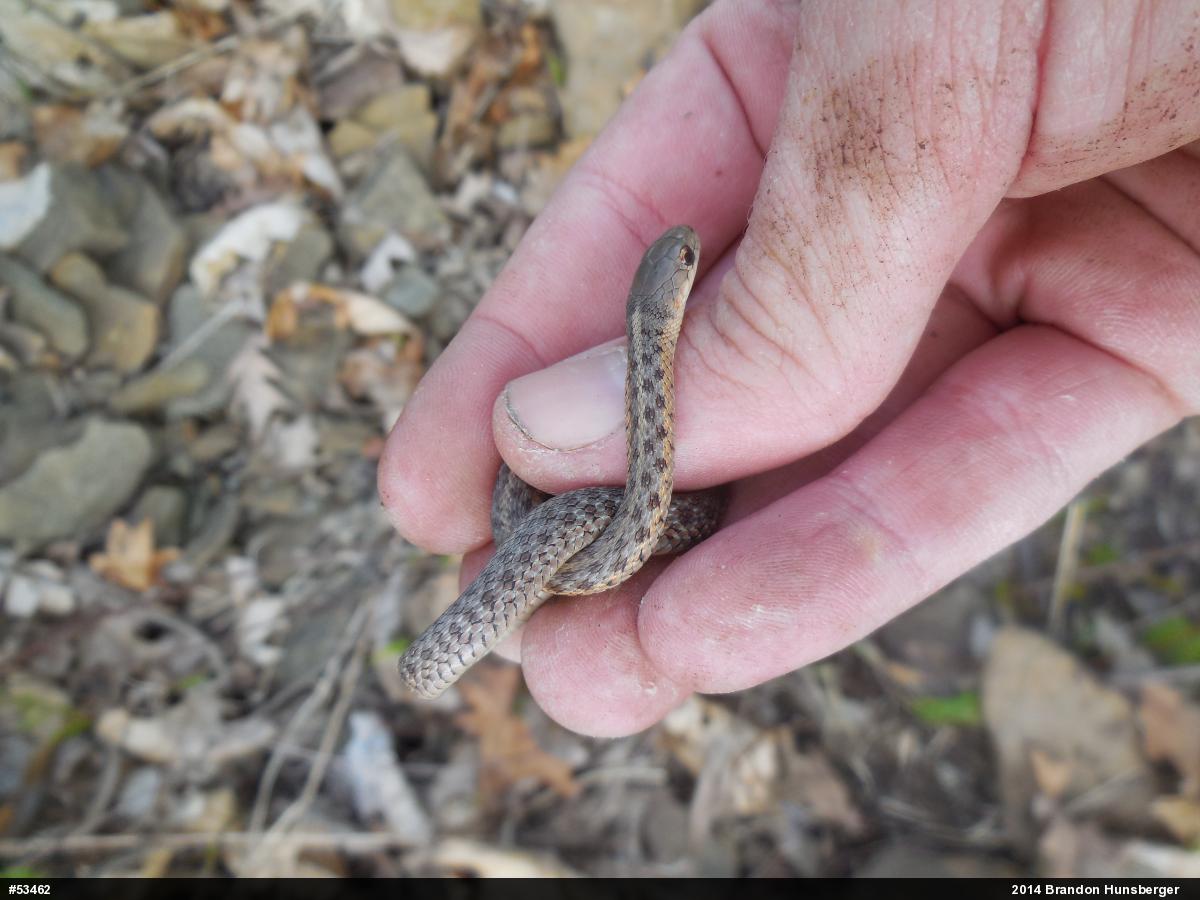 Eastern Gartersnake