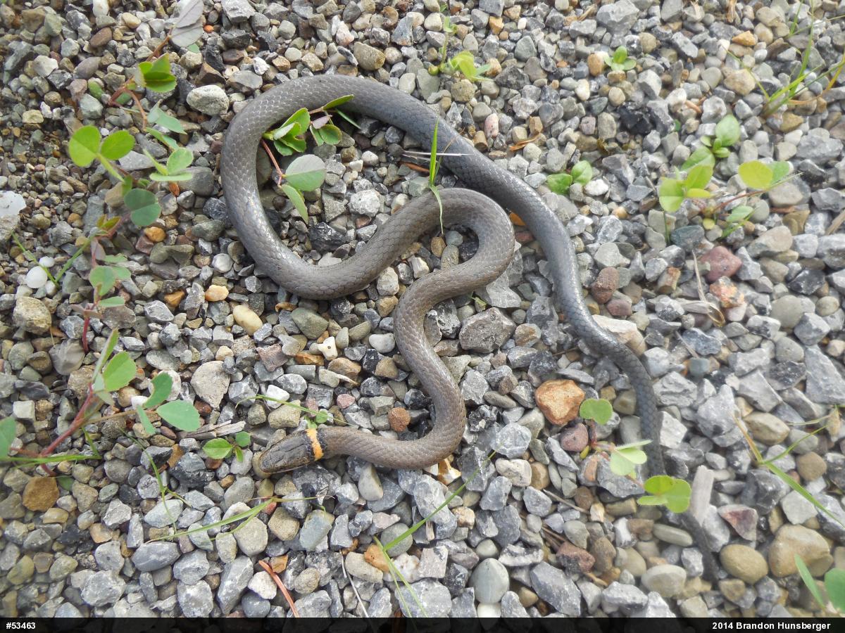 Northern Ring-necked Snake