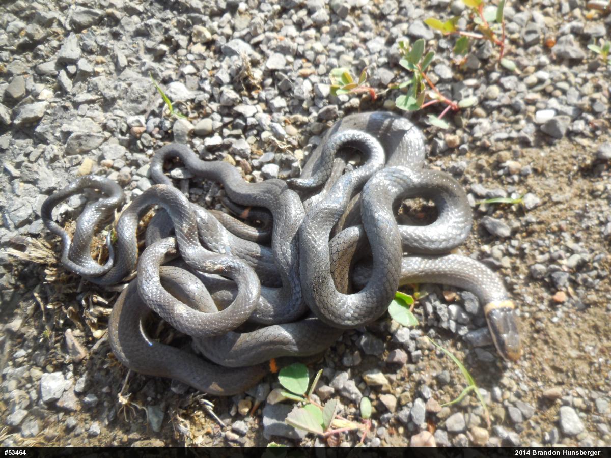 Northern Ring-necked Snake