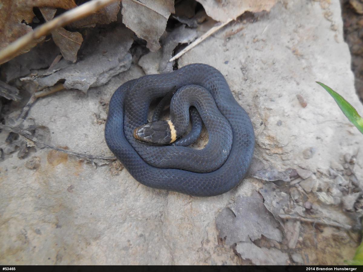 Northern Ring-necked Snake