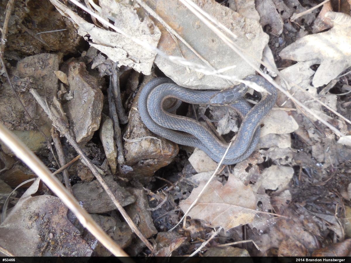 Eastern Gartersnake