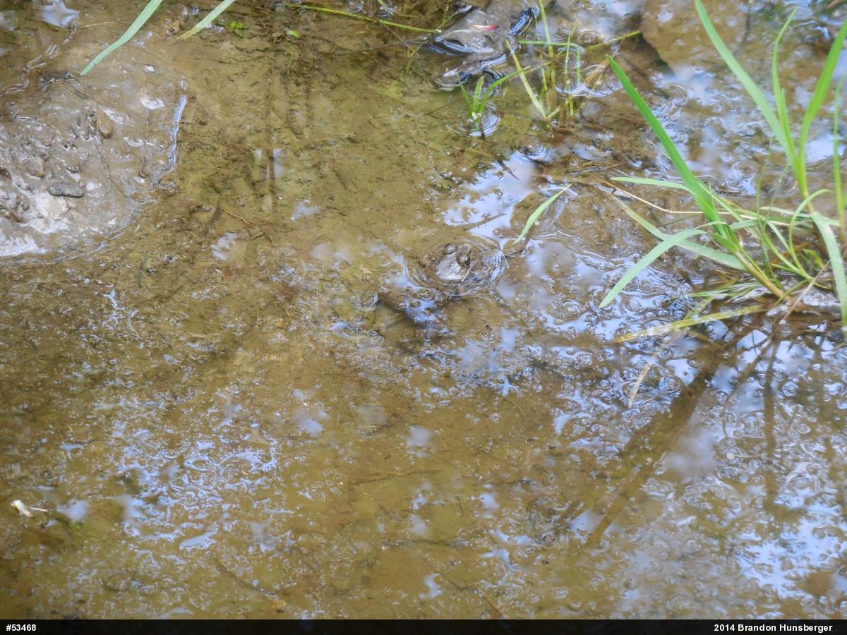 Green Frog