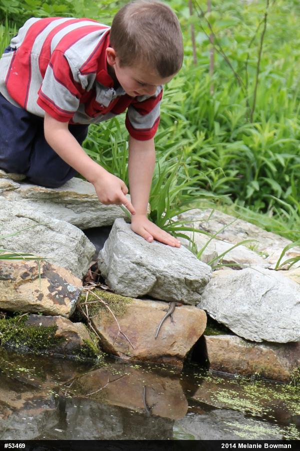 Common Five-lined Skink
