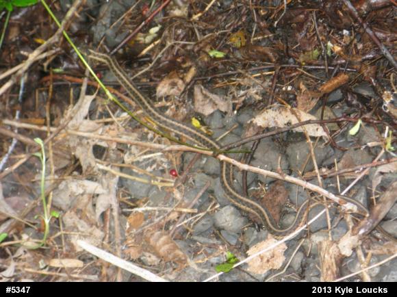 Eastern Gartersnake