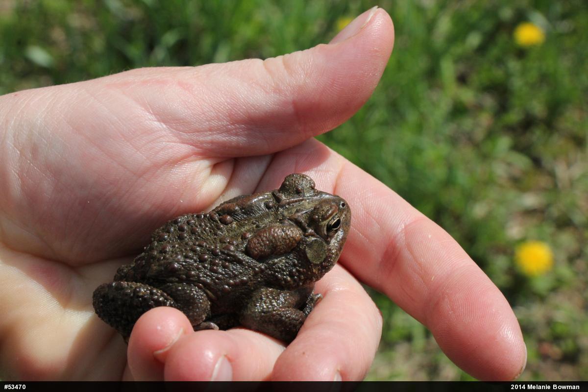 Eastern American Toad