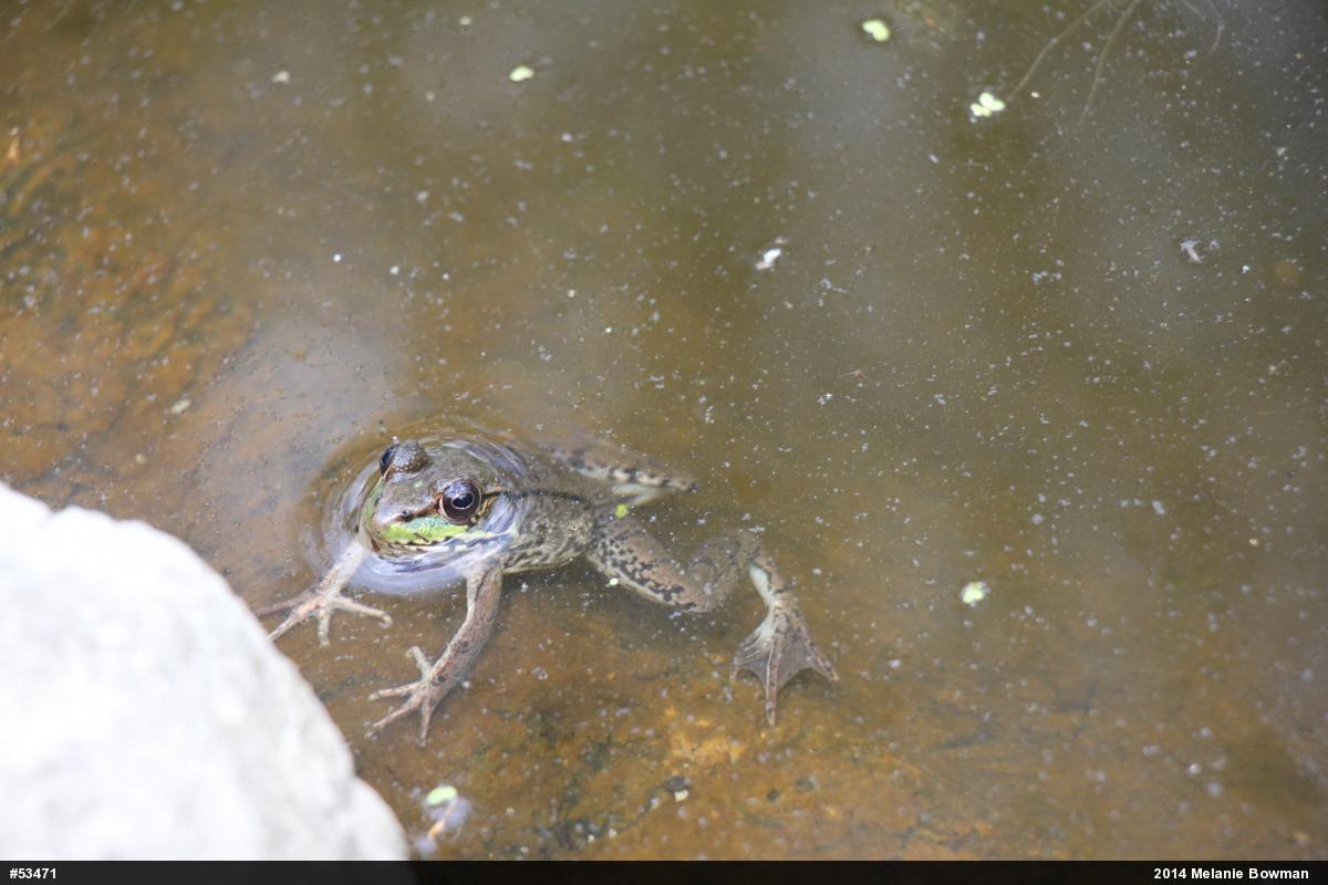 Green Frog