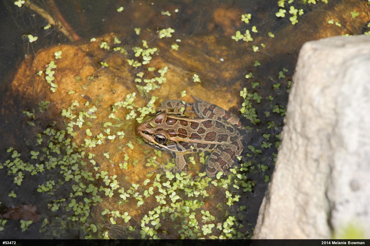 Pickerel Frog