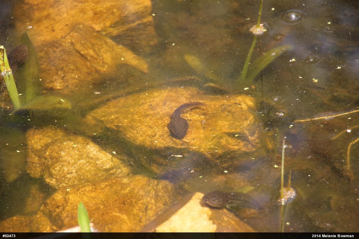 Green Frog