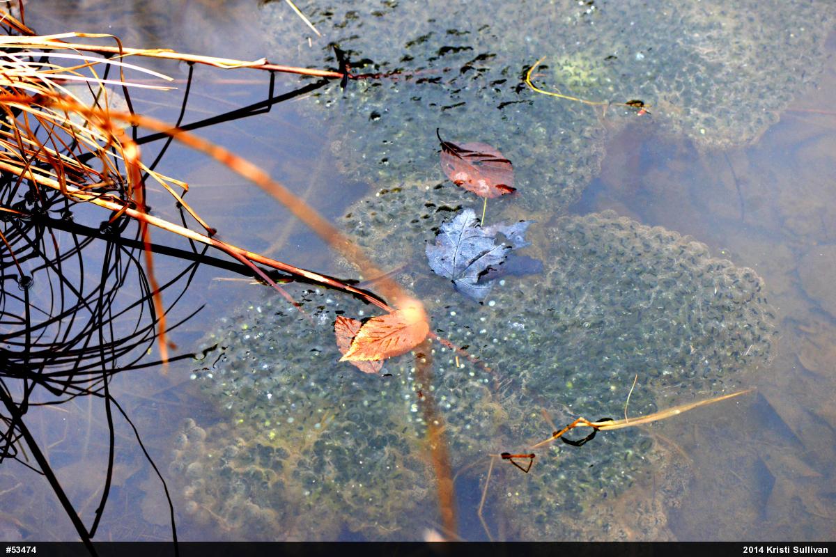 Wood Frog