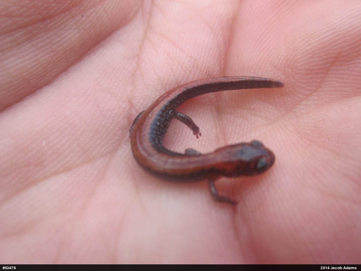 Eastern Red-backed  Salamander