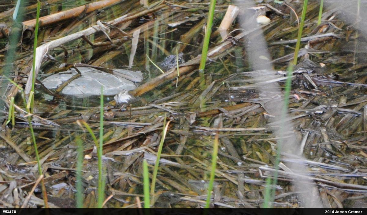 Snapping Turtle