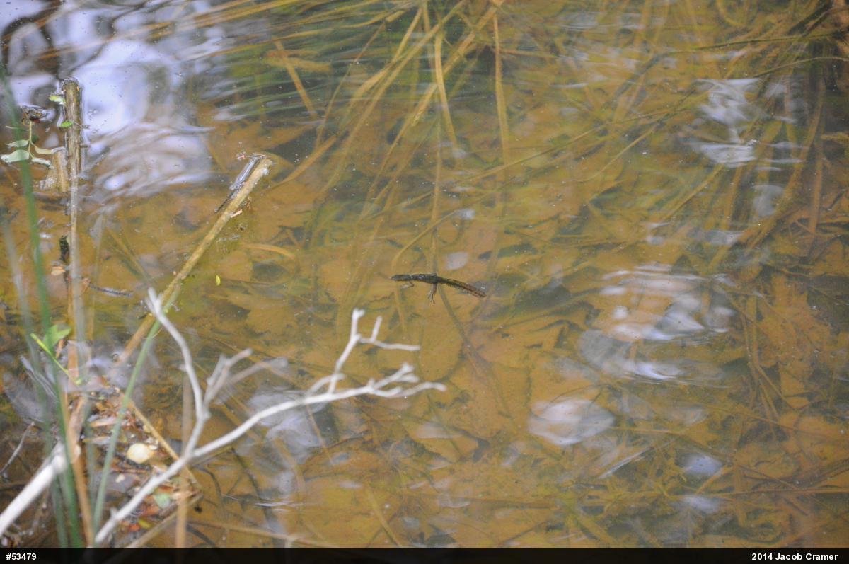 Red-spotted Newt