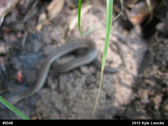 Eastern Gartersnake