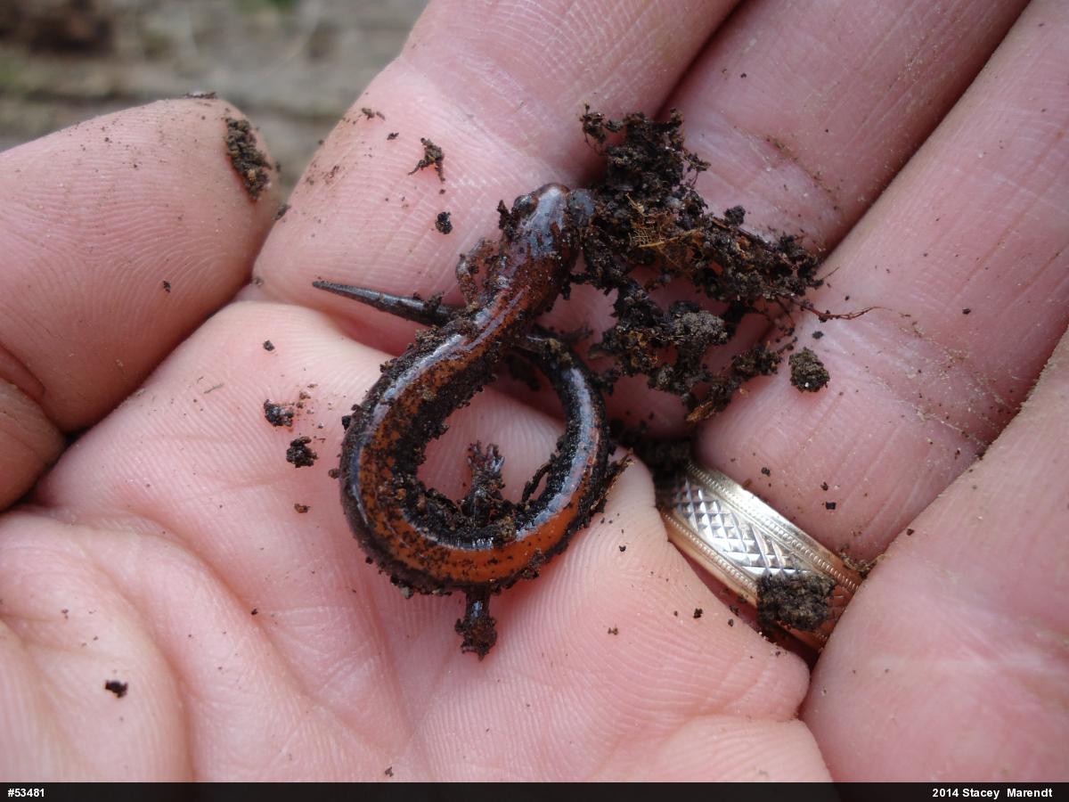 Eastern Red-backed  Salamander