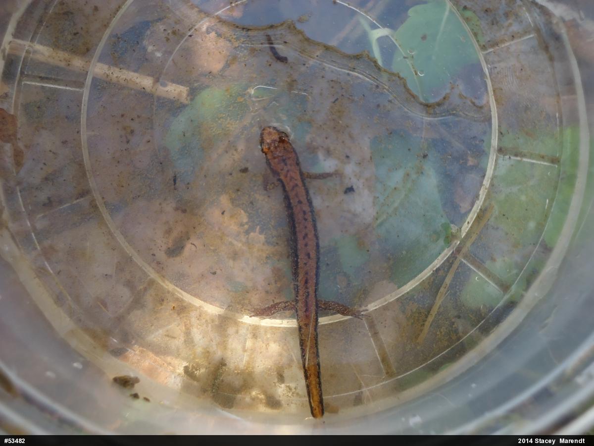 Allegheny Mountain Dusky Salamander