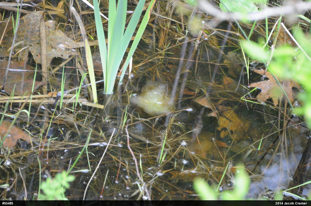 Spotted Salamander