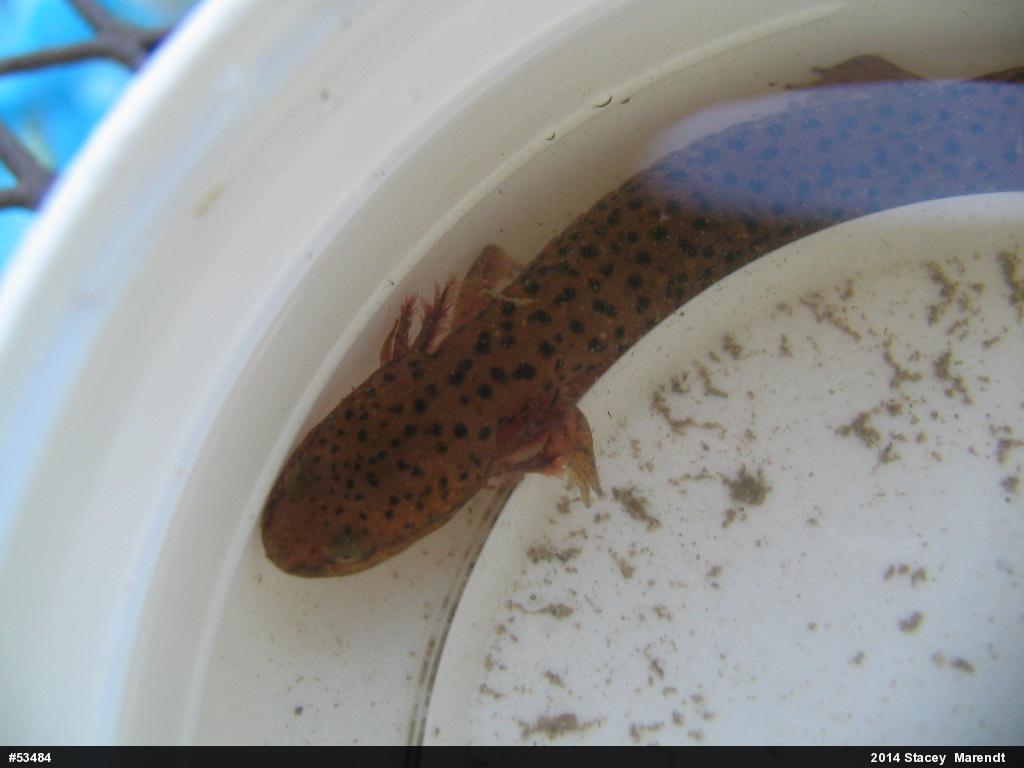 Northern Red Salamander
