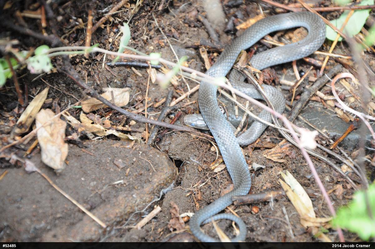 Northern Ring-necked Snake