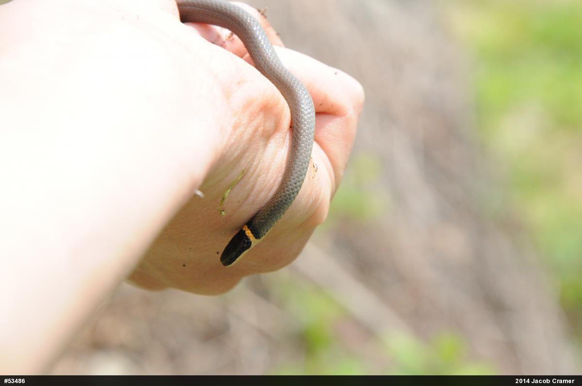 Northern Ring-necked Snake