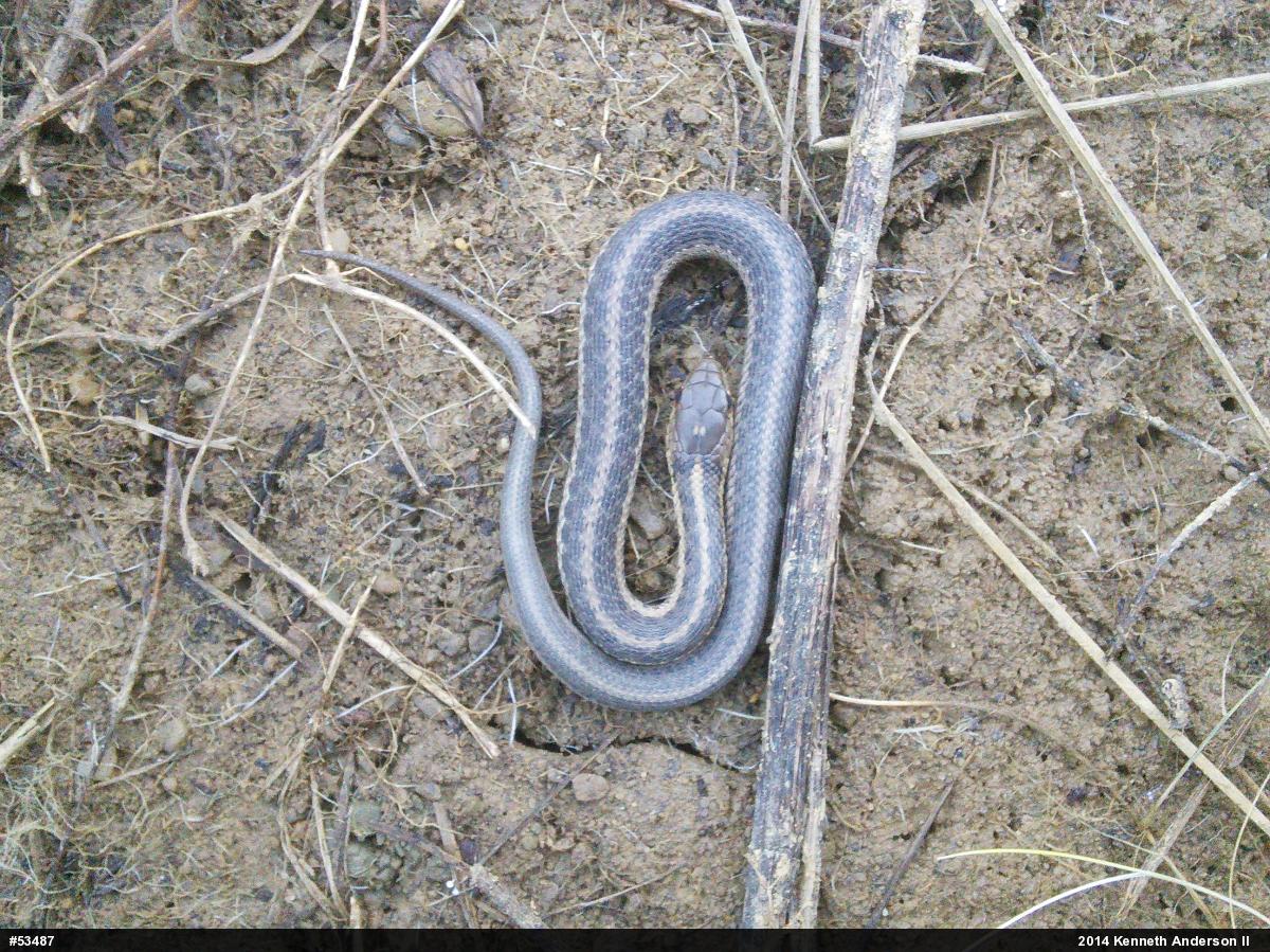 Eastern Gartersnake