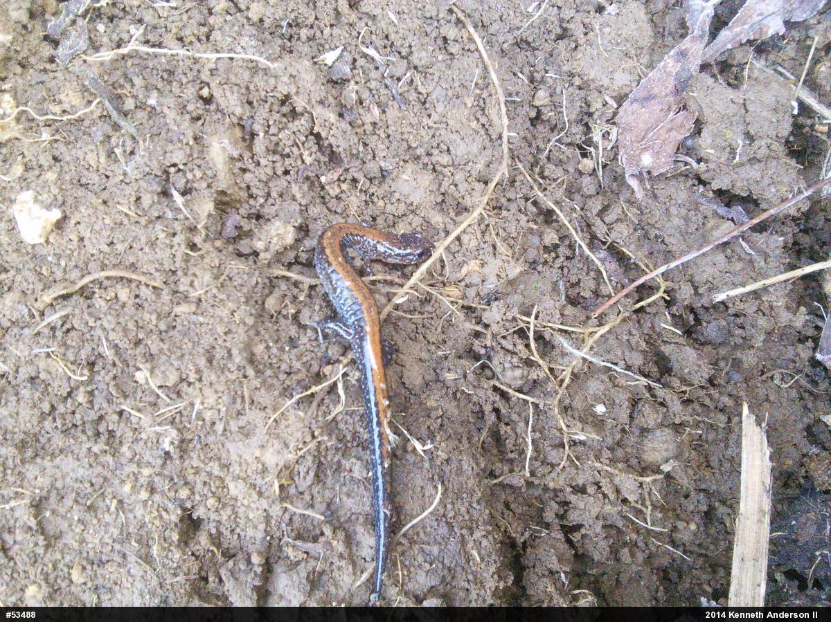 Eastern Red-backed  Salamander