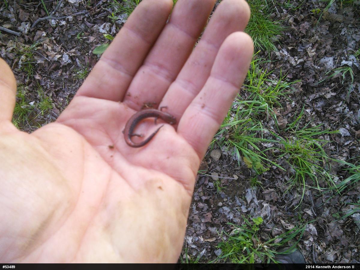 Eastern Red-backed  Salamander
