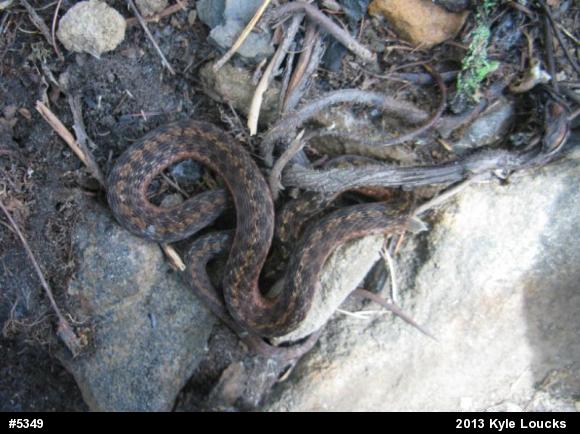 Eastern Gartersnake