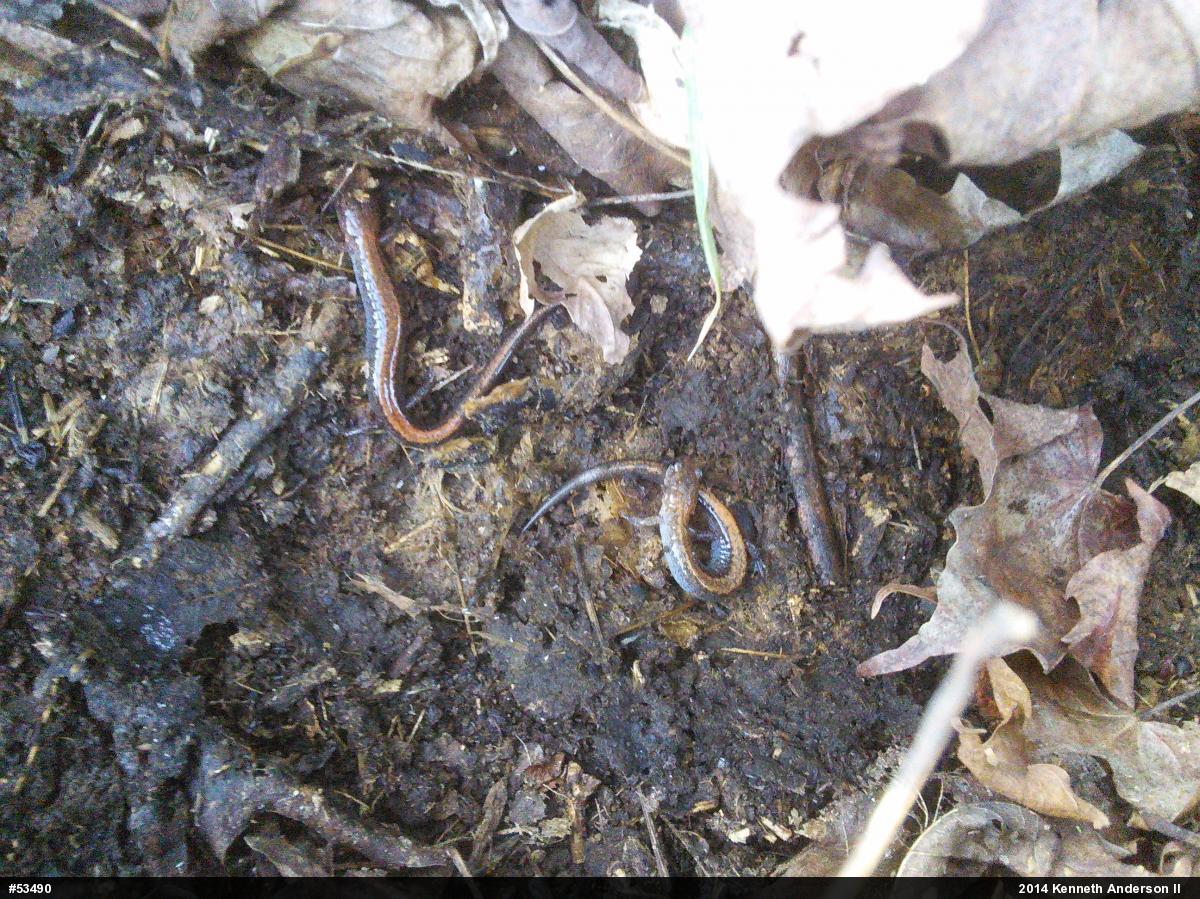 Eastern Red-backed  Salamander