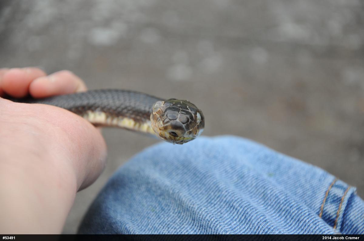 Eastern Ratsnake