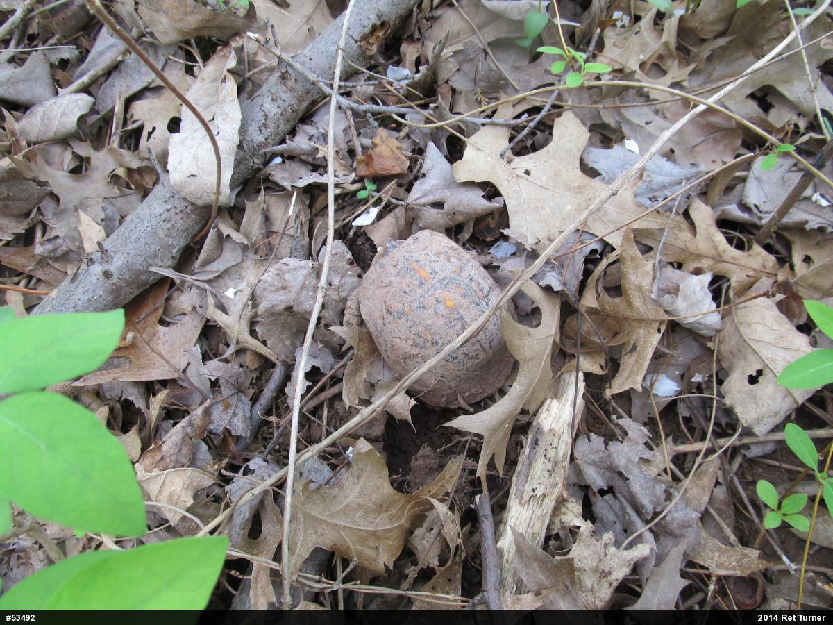 Eastern Box Turtle