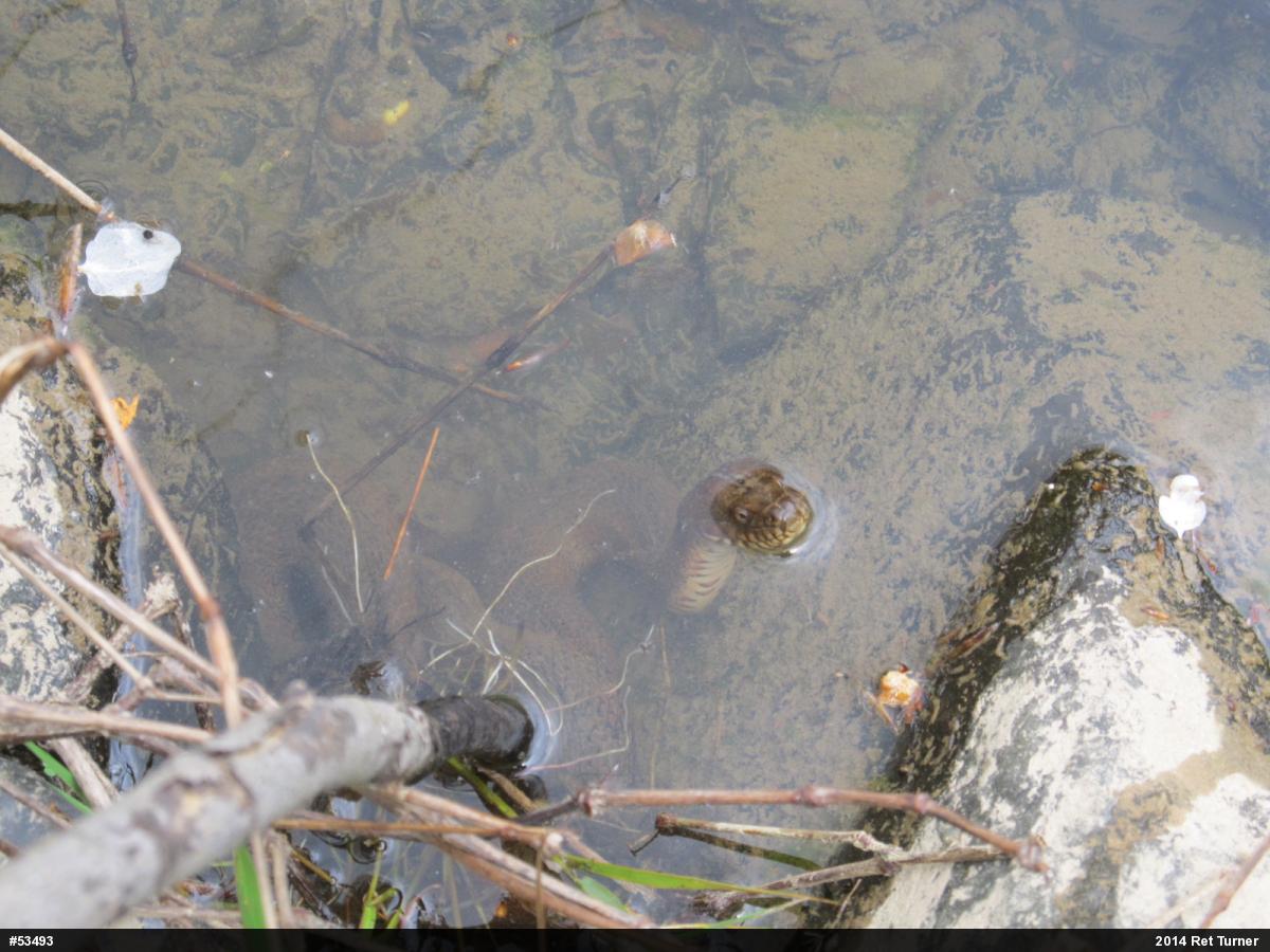 Northern Watersnake