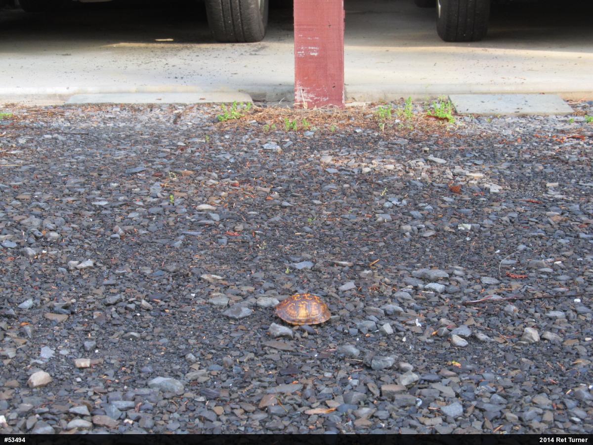 Eastern Box Turtle