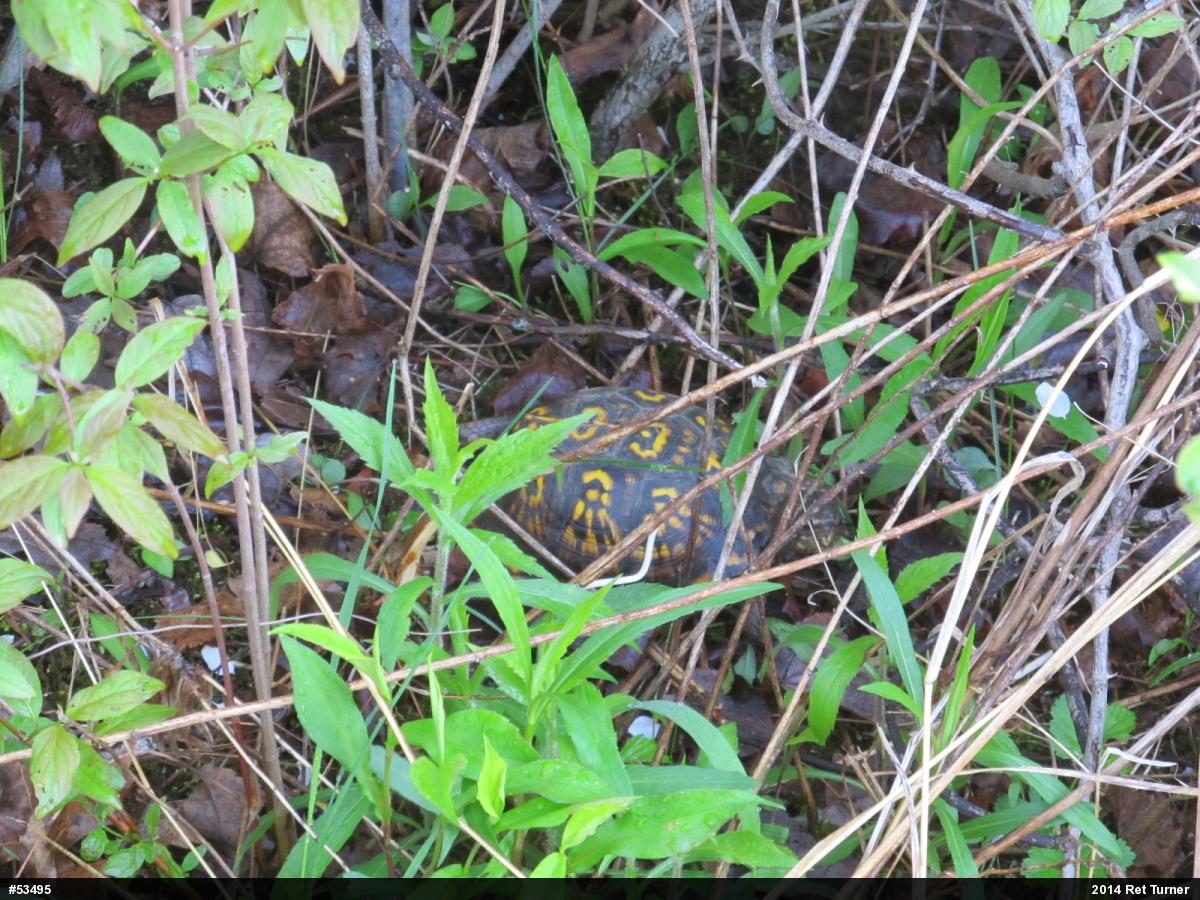 Eastern Box Turtle