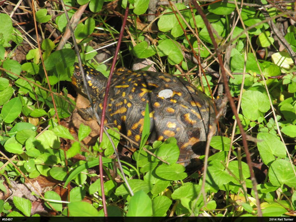 Eastern Box Turtle