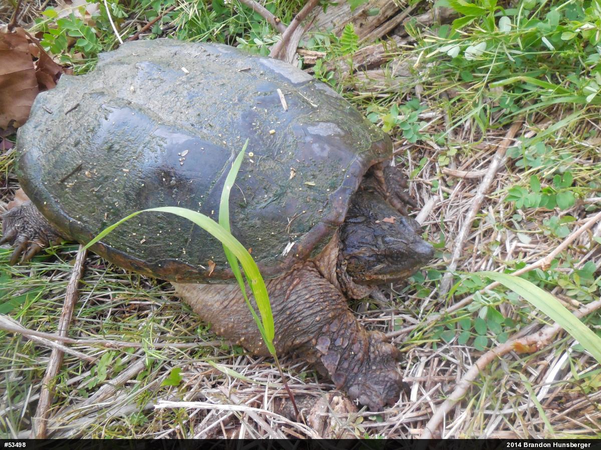 Snapping Turtle