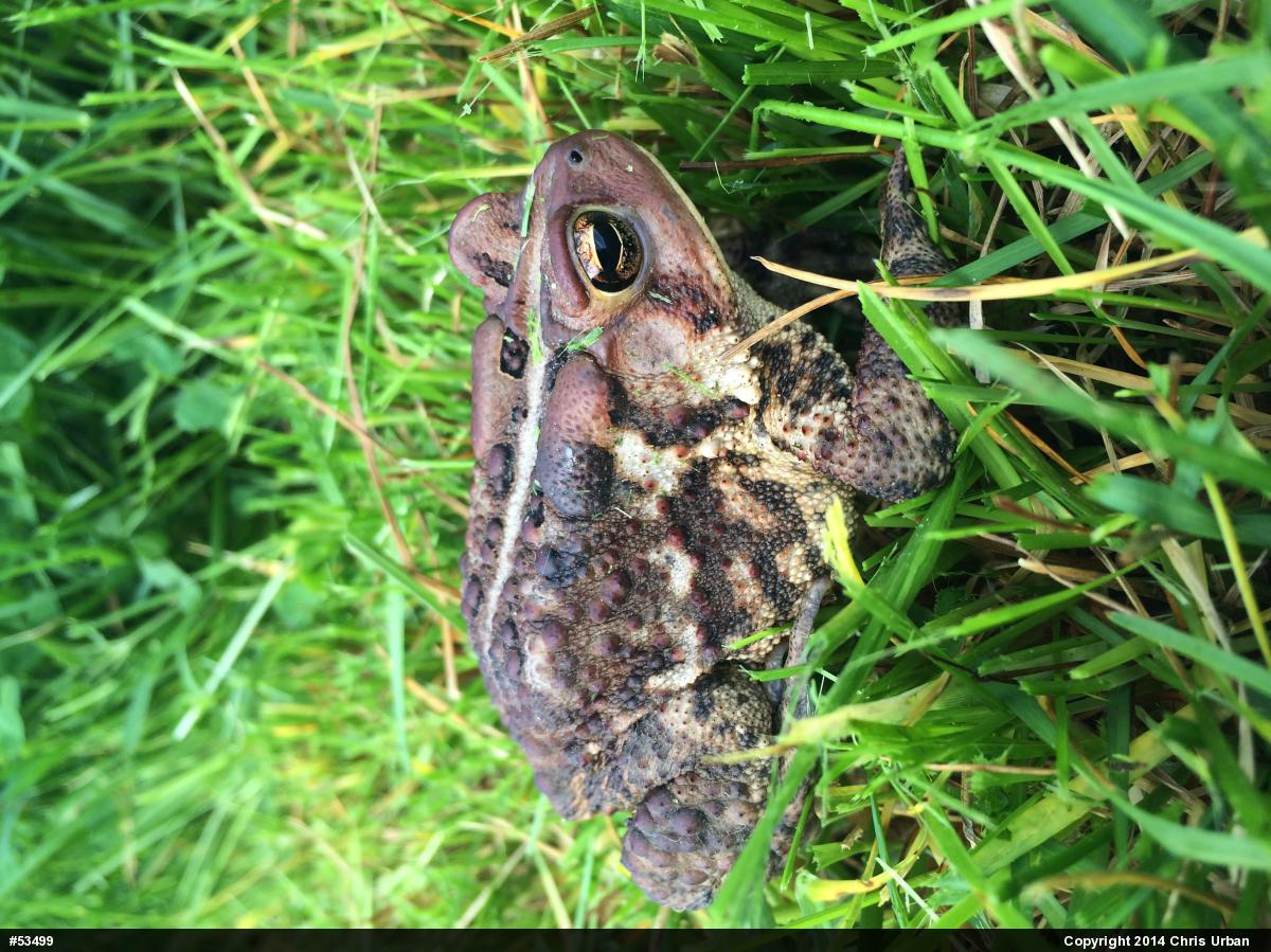 Eastern American Toad