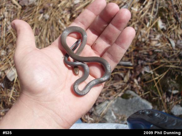 Northern Ring-necked Snake