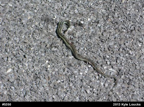 Eastern Gartersnake