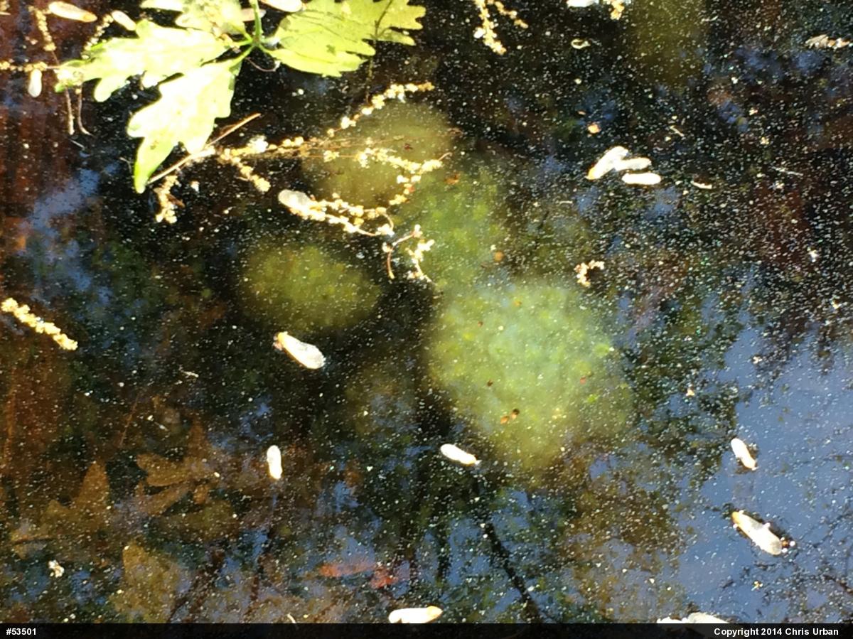 Spotted Salamander