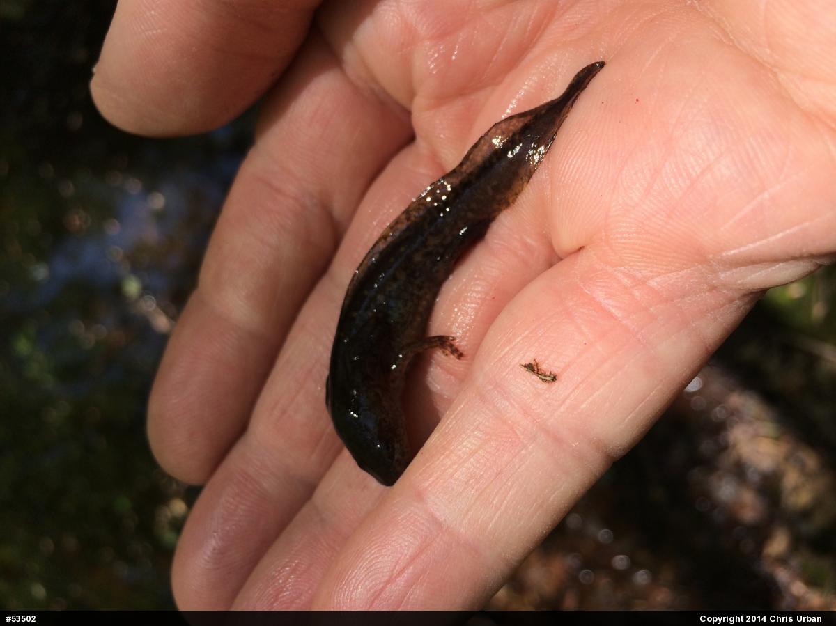 Marbled Salamander