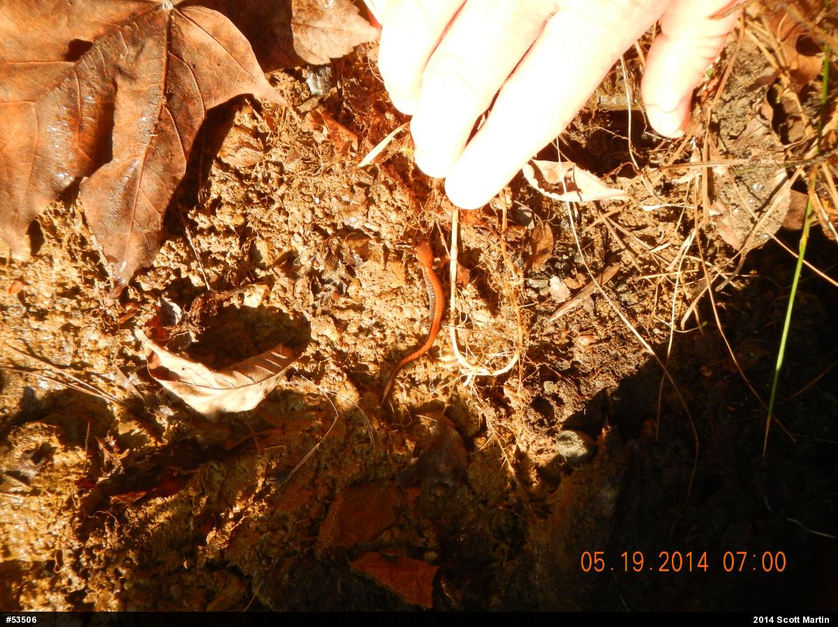 Eastern Red-backed  Salamander