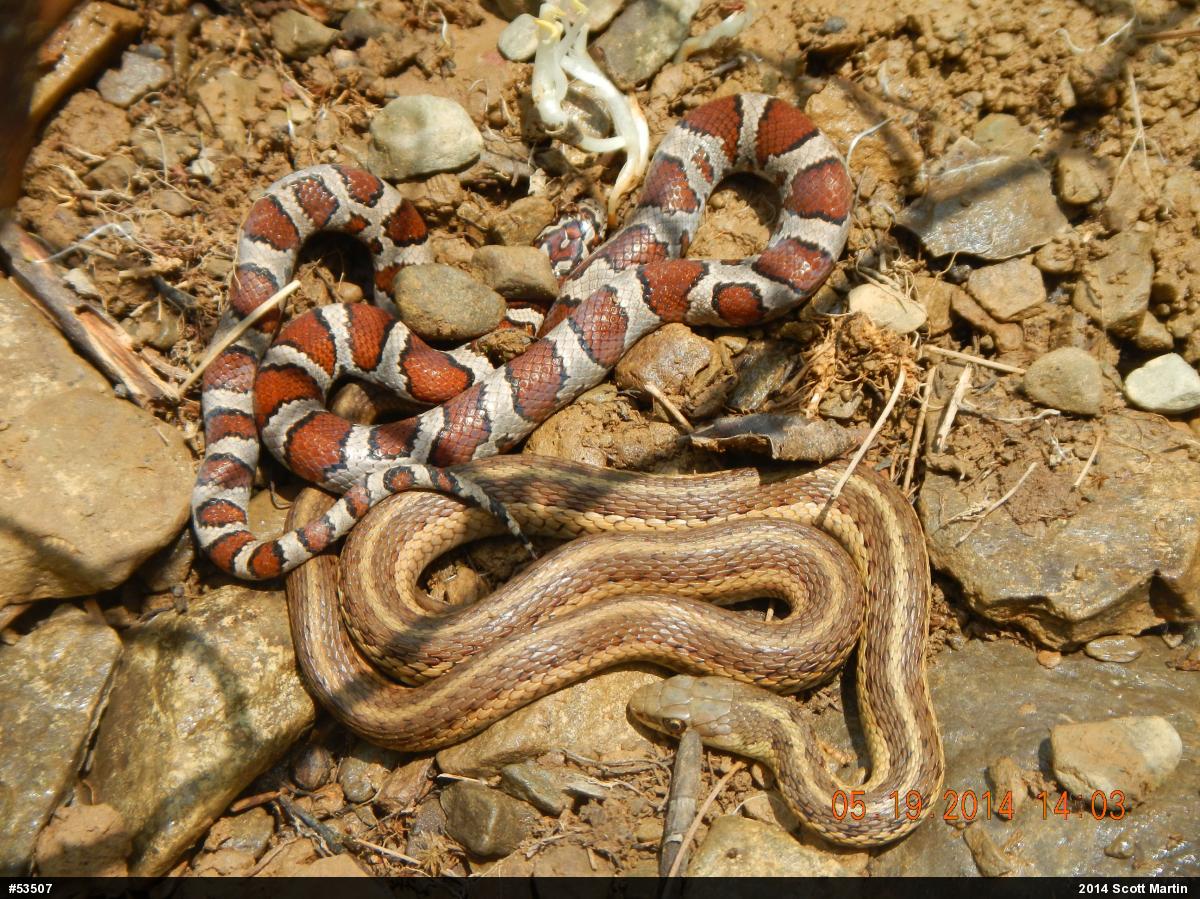Eastern Milksnake
