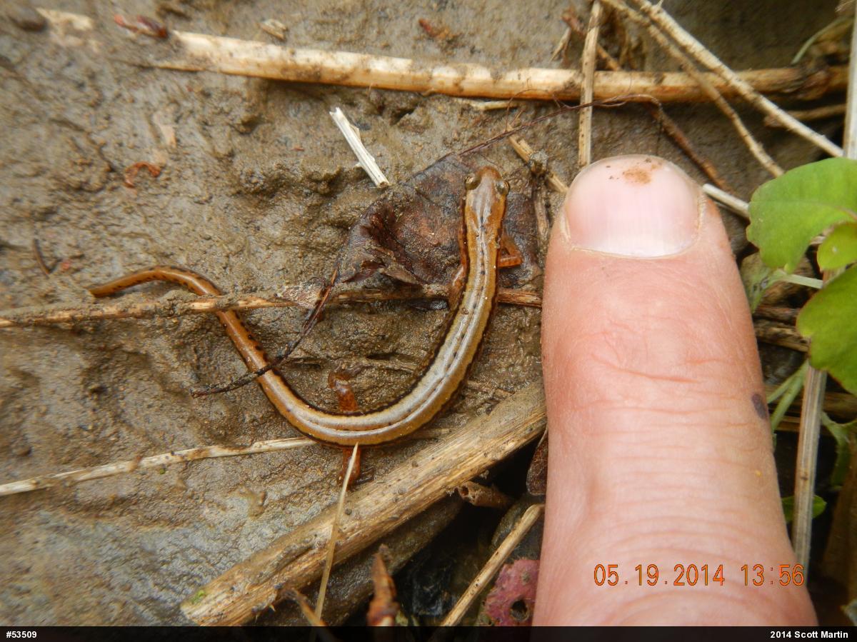 Northern Two-lined Salamander
