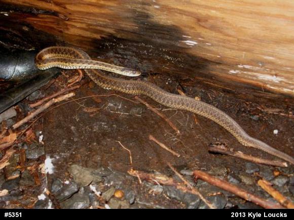 Eastern Gartersnake