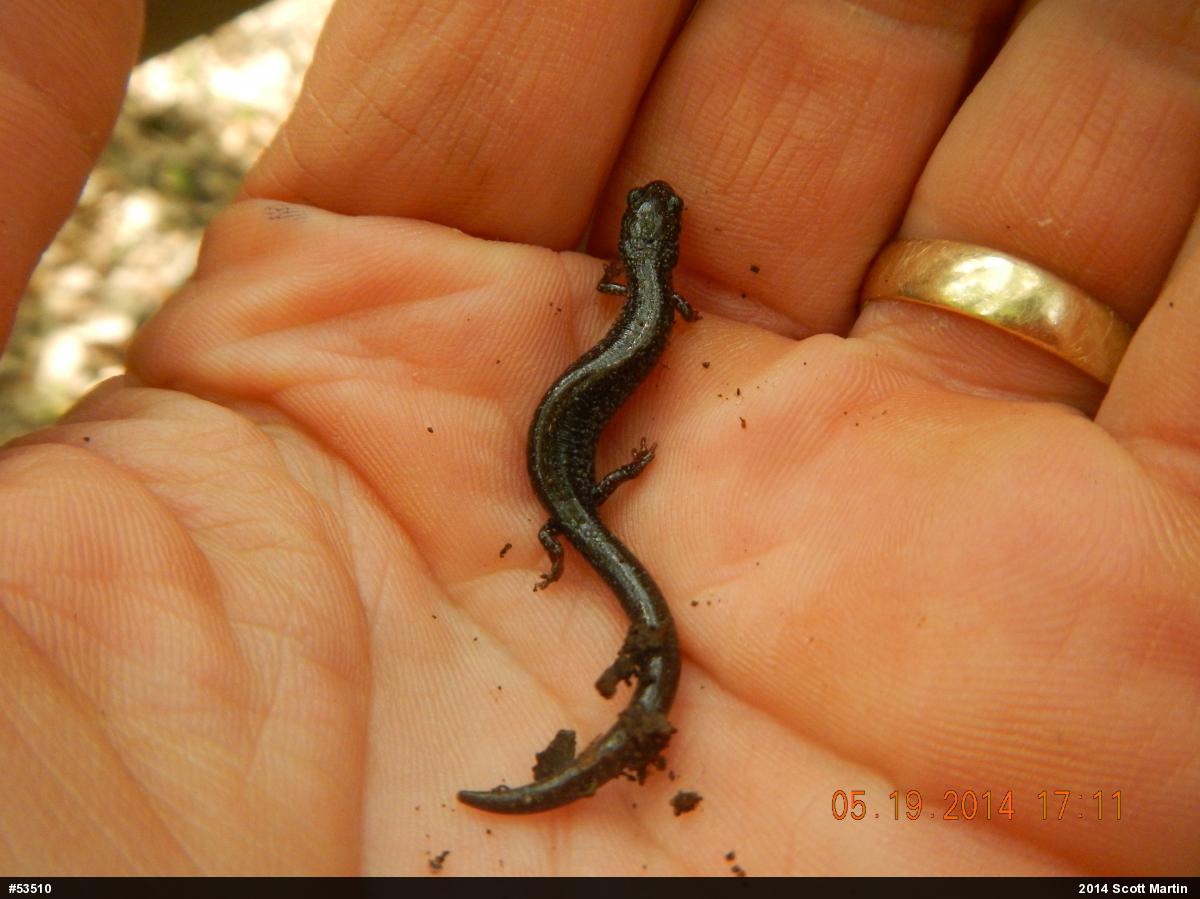 Eastern Red-backed  Salamander