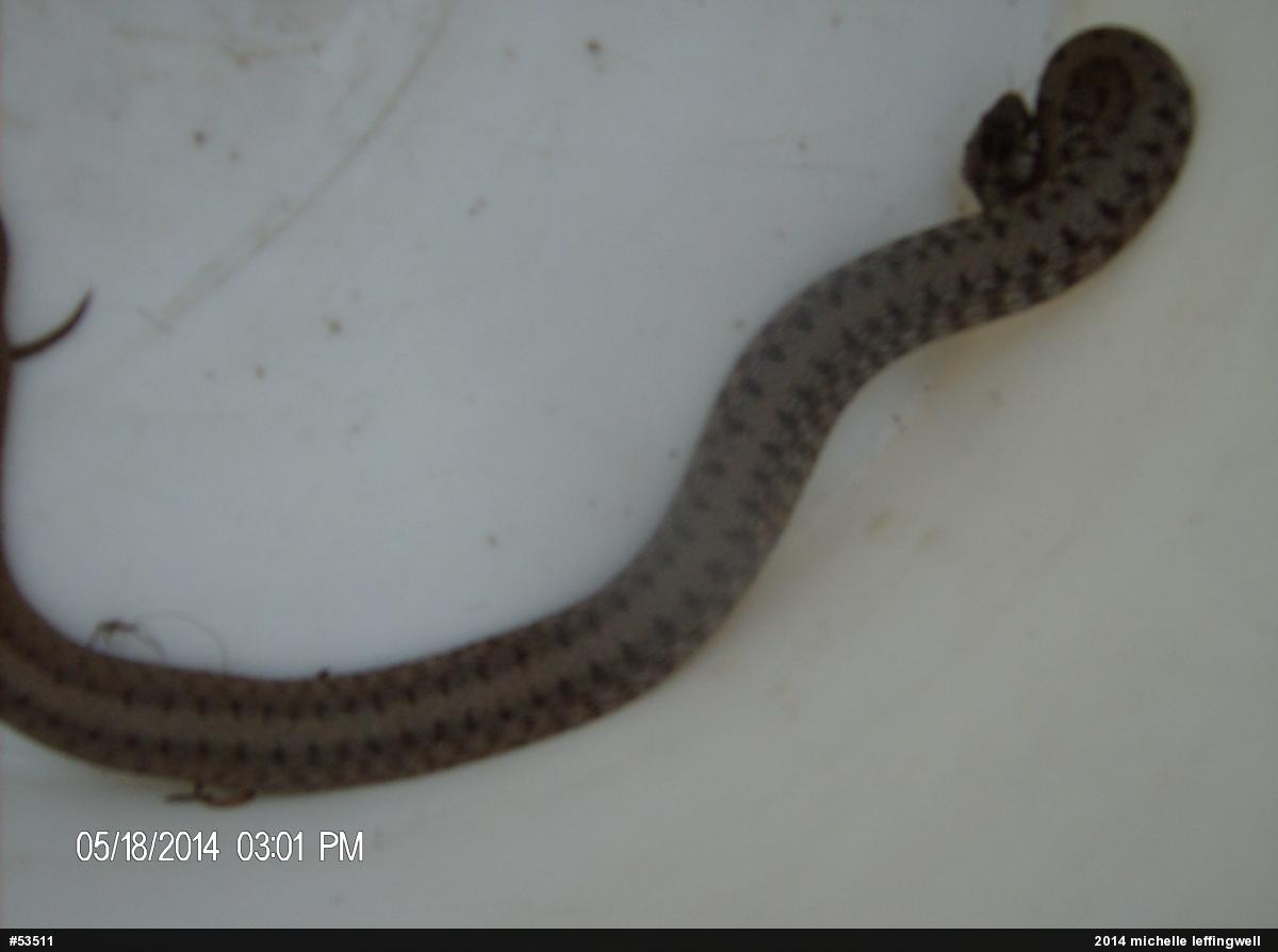 Dekay's Brownsnake