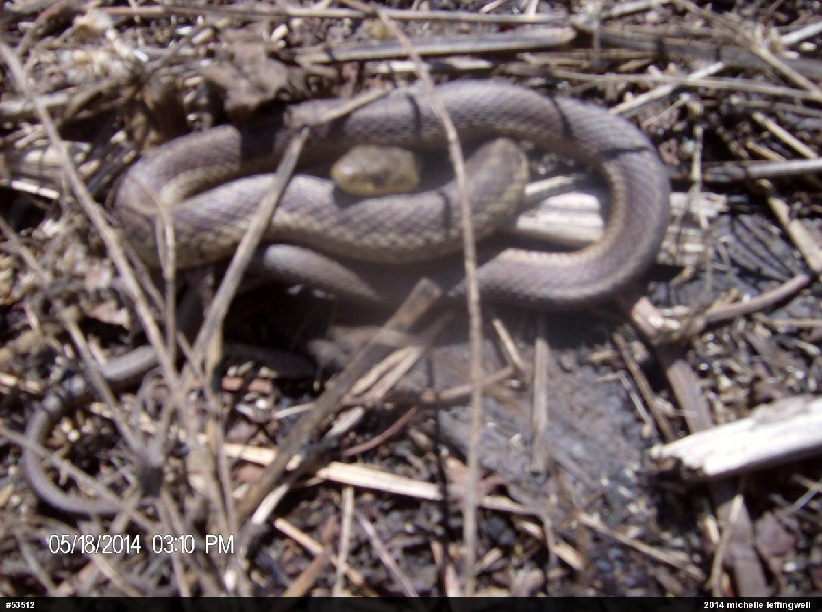 Eastern Gartersnake