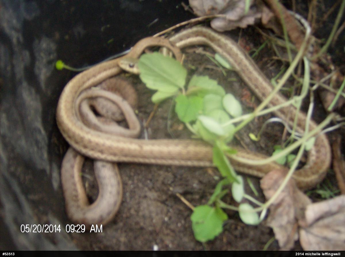 Eastern Gartersnake